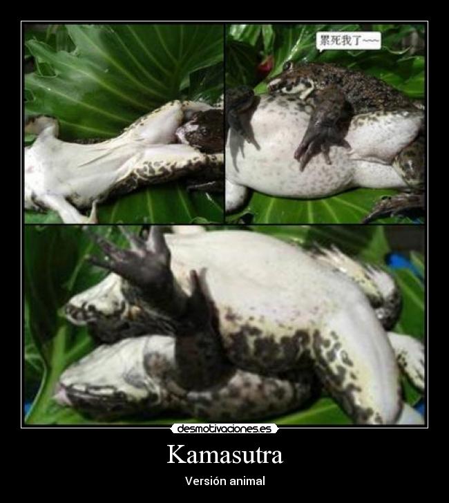 Kamasutra - Versión animal