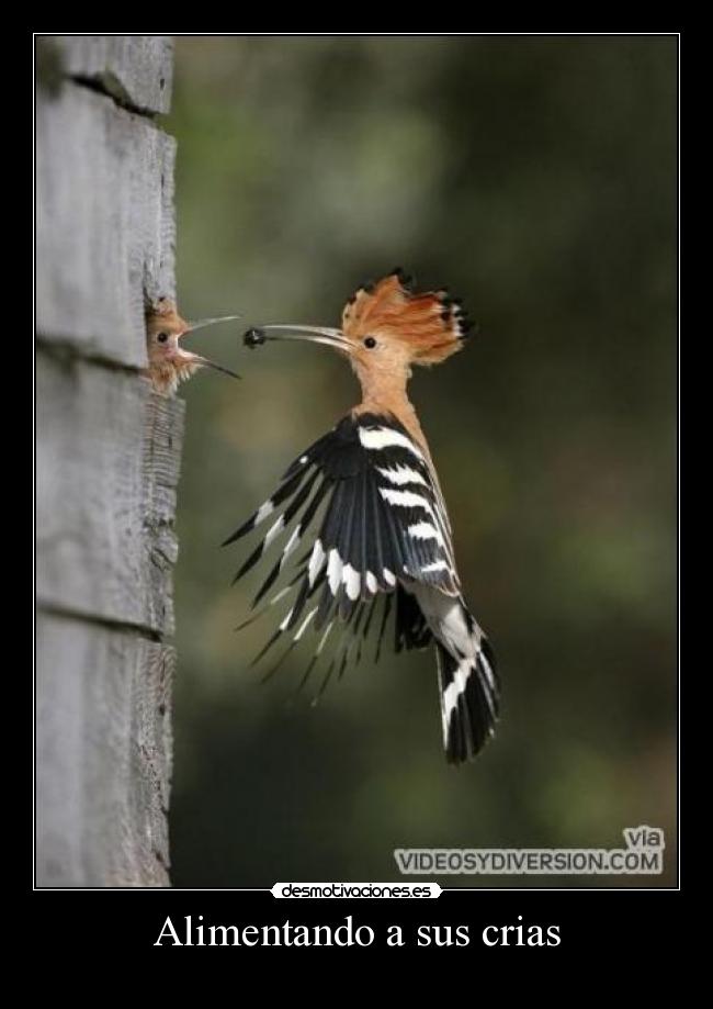 Alimentando a sus crias -