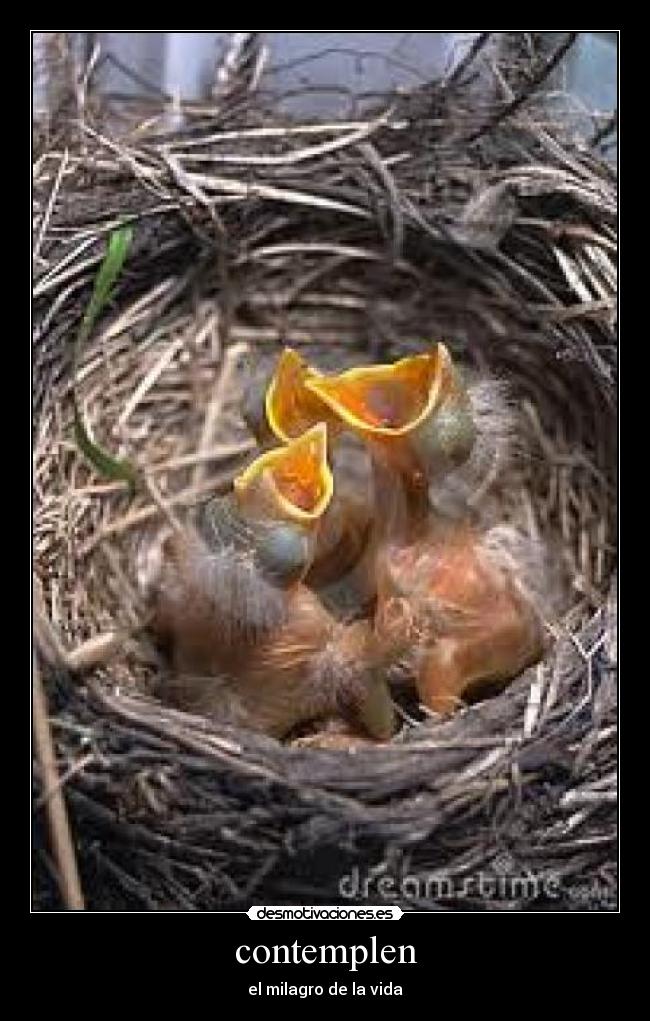 contemplen - el milagro de la vida