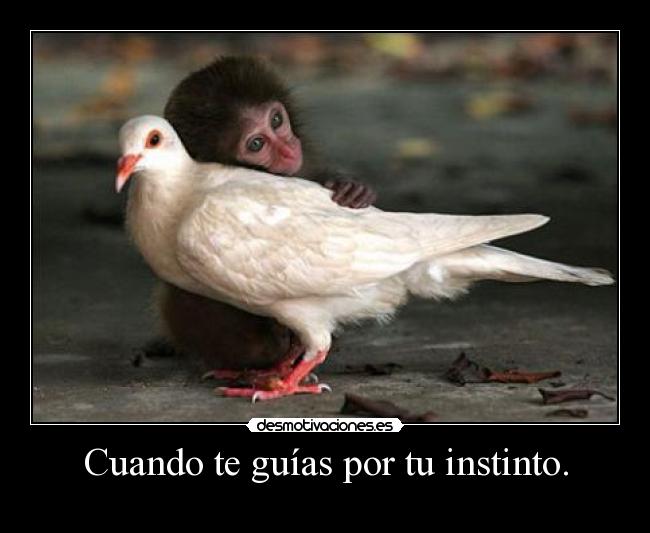 Cuando te guías por tu instinto. -