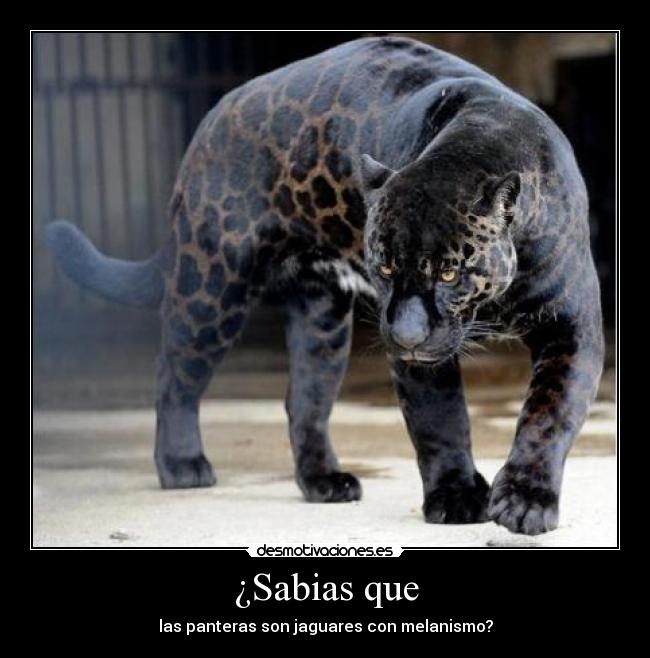 ¿Sabias que - las panteras son jaguares con melanismo?