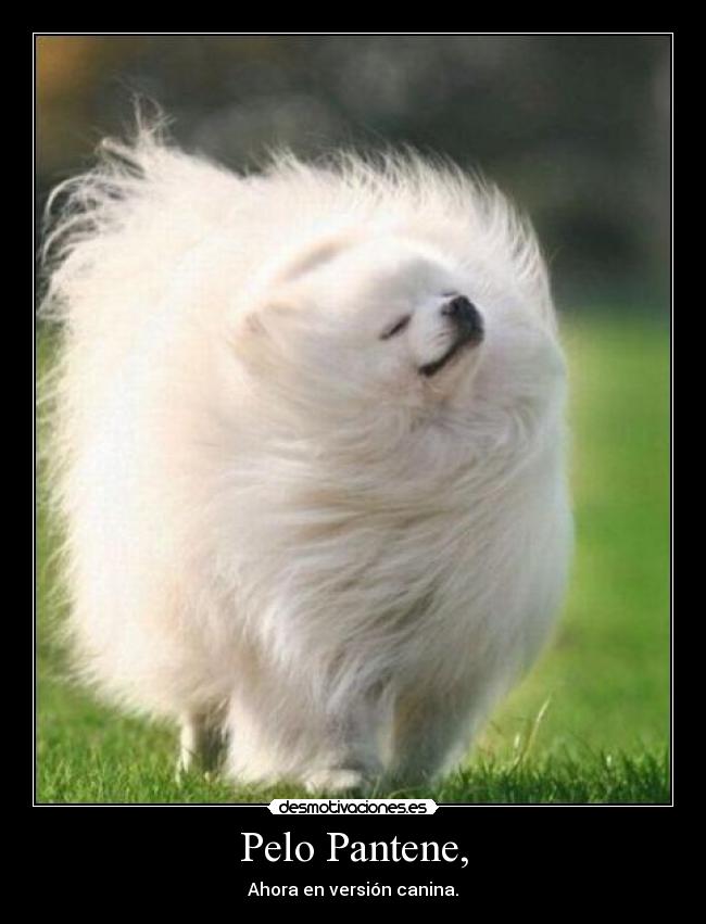 Pelo Pantene, - Ahora en versión canina.