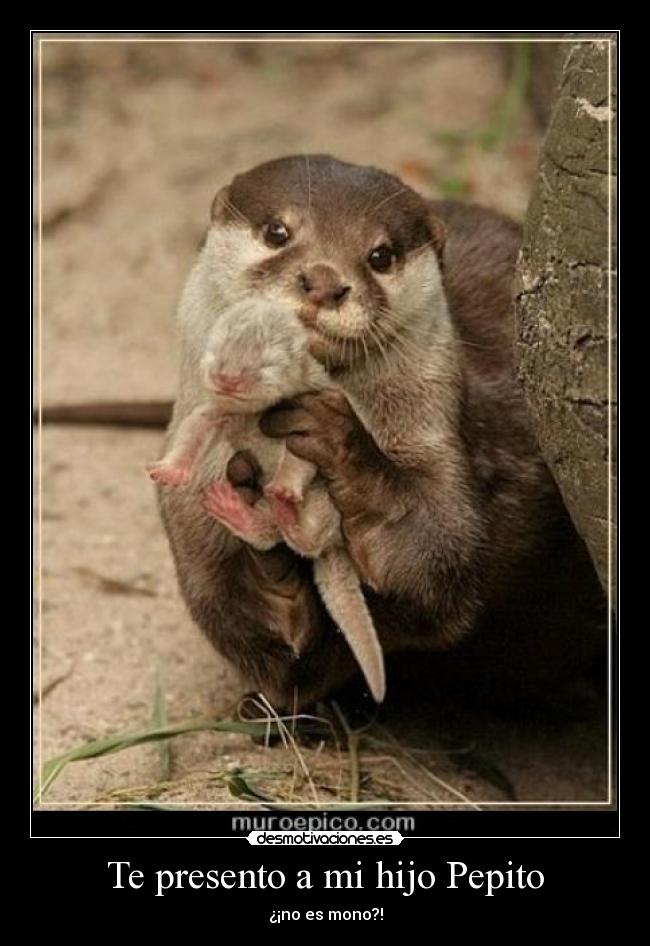 Te presento a mi hijo Pepito -