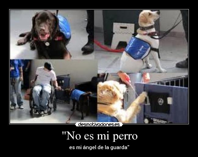 No es mi perro - es mi ángel de la guarda