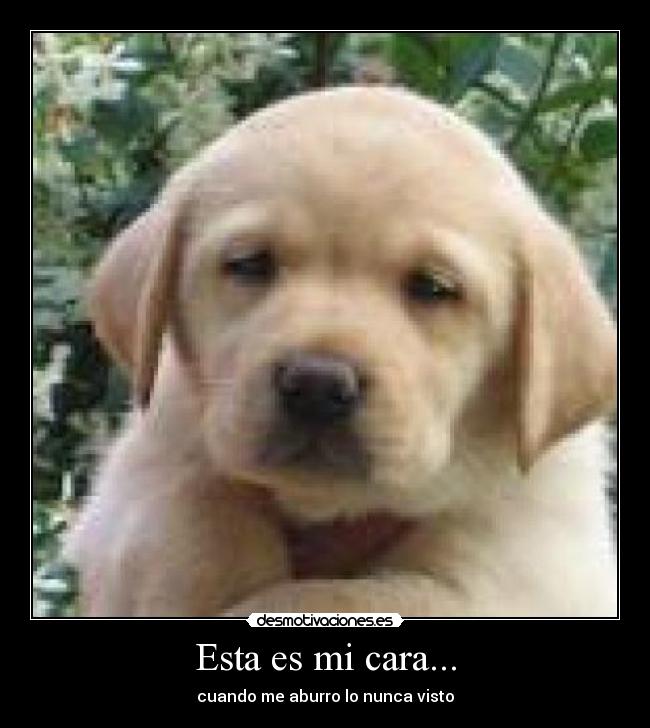 Esta es mi cara... -