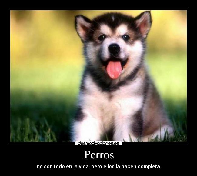 Perros -