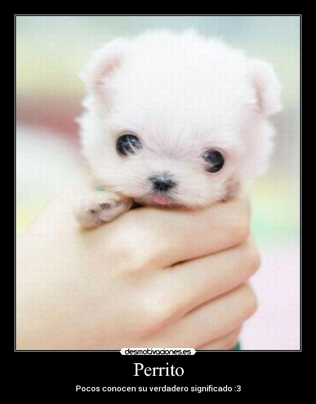 Perrito - Pocos conocen su verdadero significado :3