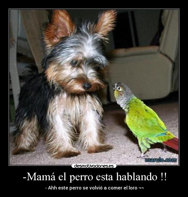 -Mamá el perro esta hablando !! - - Ahh este perro se volvió a comer el loro ¬¬