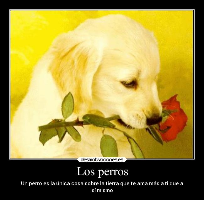 Los perros -