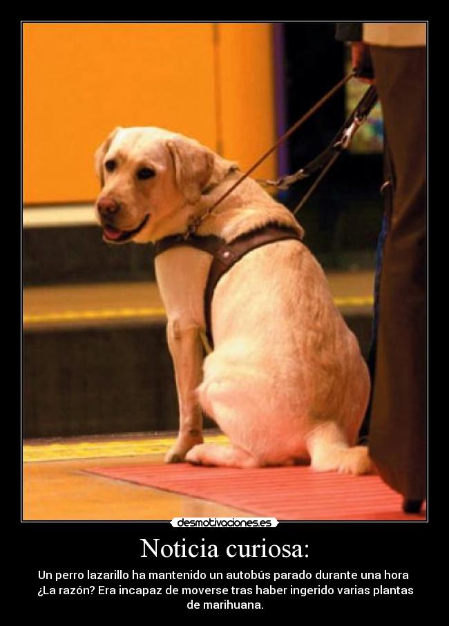 Noticia curiosa: - Un perro lazarillo ha mantenido un autobús parado durante una hora
¿La razón? Era incapaz de moverse tras haber ingerido varias plantas de marihuana.