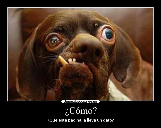 ¿Cómo? - ¿Que esta página la lleva un gato?