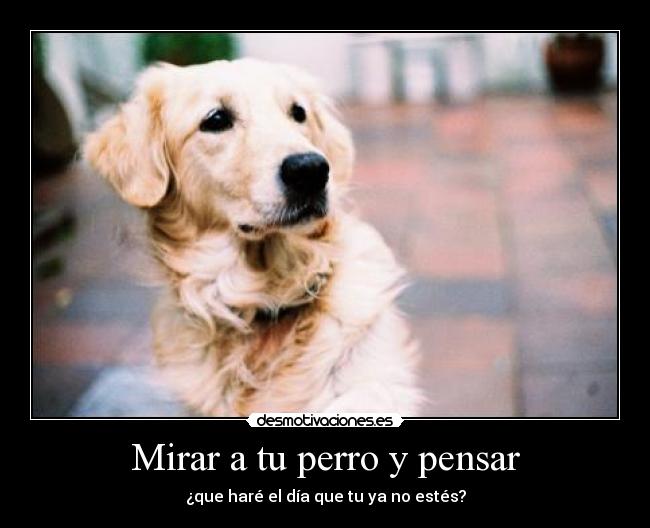 Mirar a tu perro y pensar -