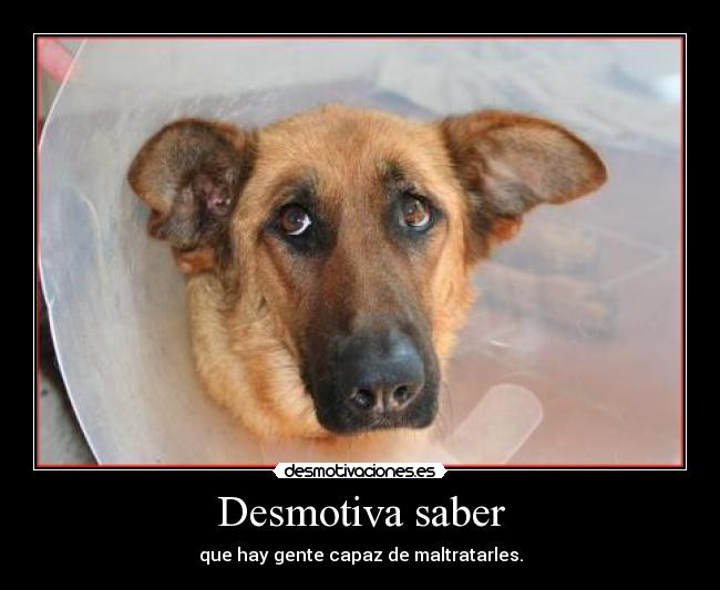 Desmotiva saber - que hay gente capaz de maltratarles.