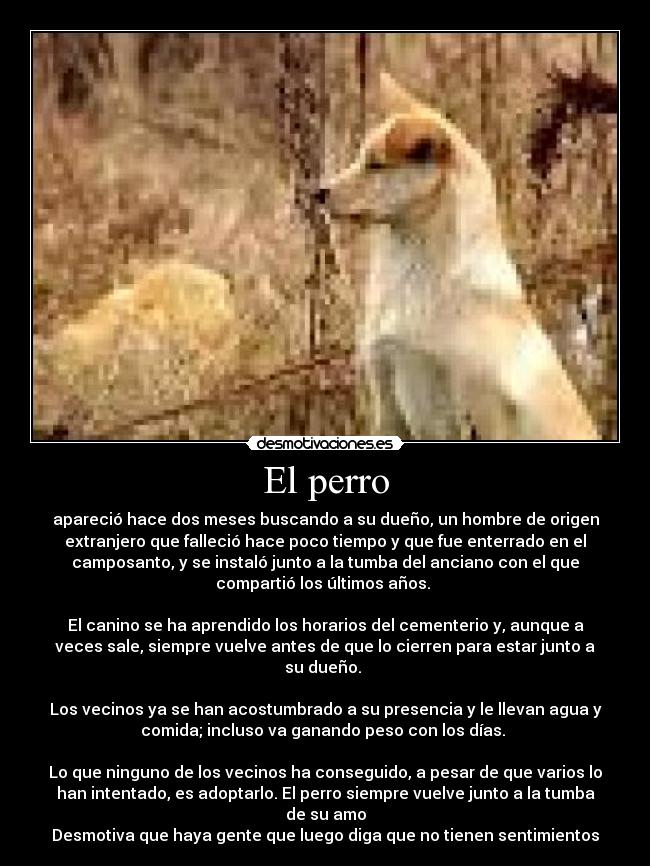 carteles perros desmotivaciones