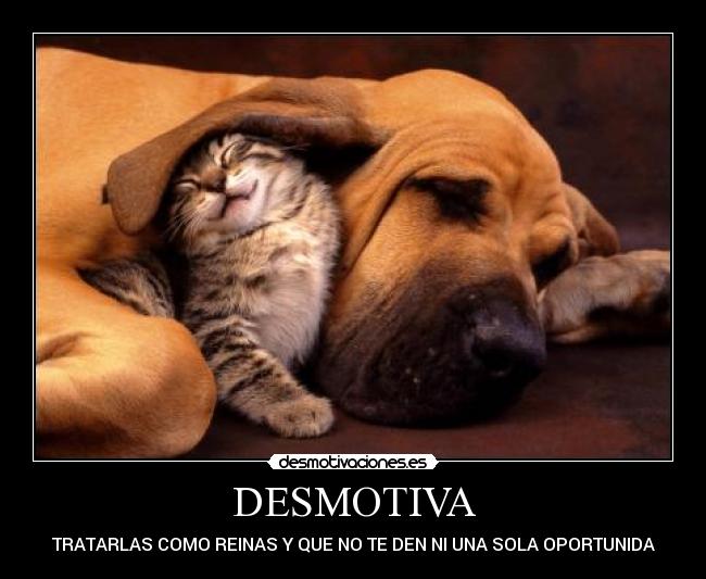 DESMOTIVA - TRATARLAS COMO REINAS Y QUE NO TE DEN NI UNA SOLA OPORTUNIDA