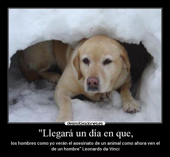 carteles cita leonardo vinci perro nieve hielo desmotivaciones