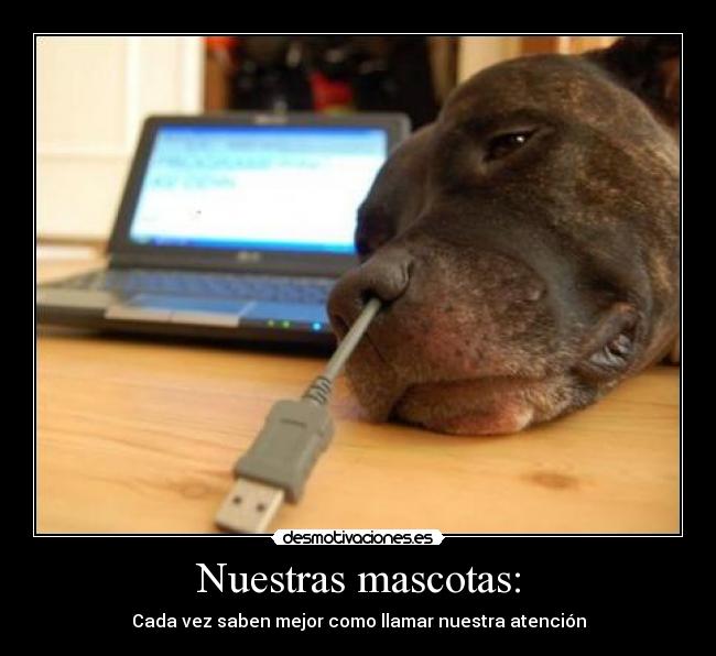 Nuestras mascotas: - Cada vez saben mejor como llamar nuestra atención