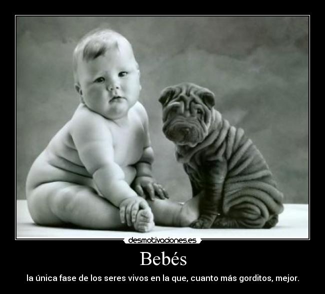 carteles bebes cachorros desmotivaciones