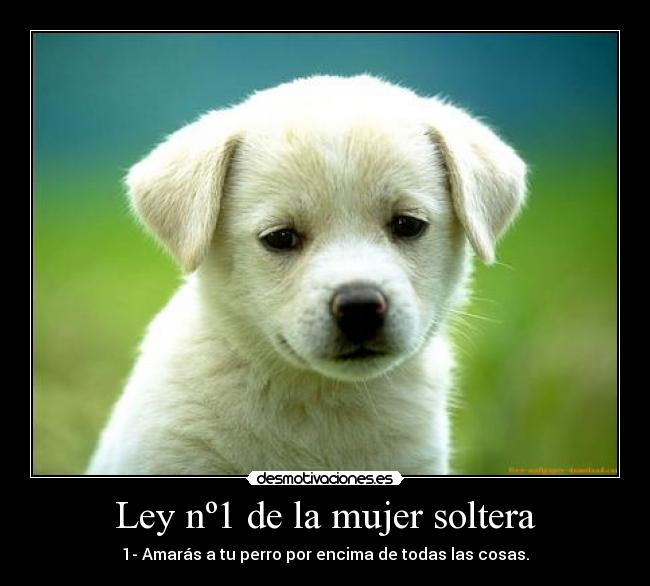 carteles mujer amo perrito jijijiji desmotivaciones