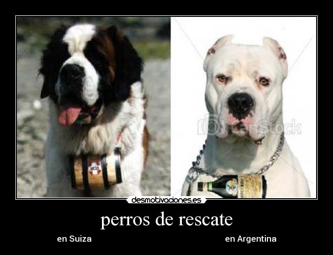 perros de rescate - en Suiza en Argentina