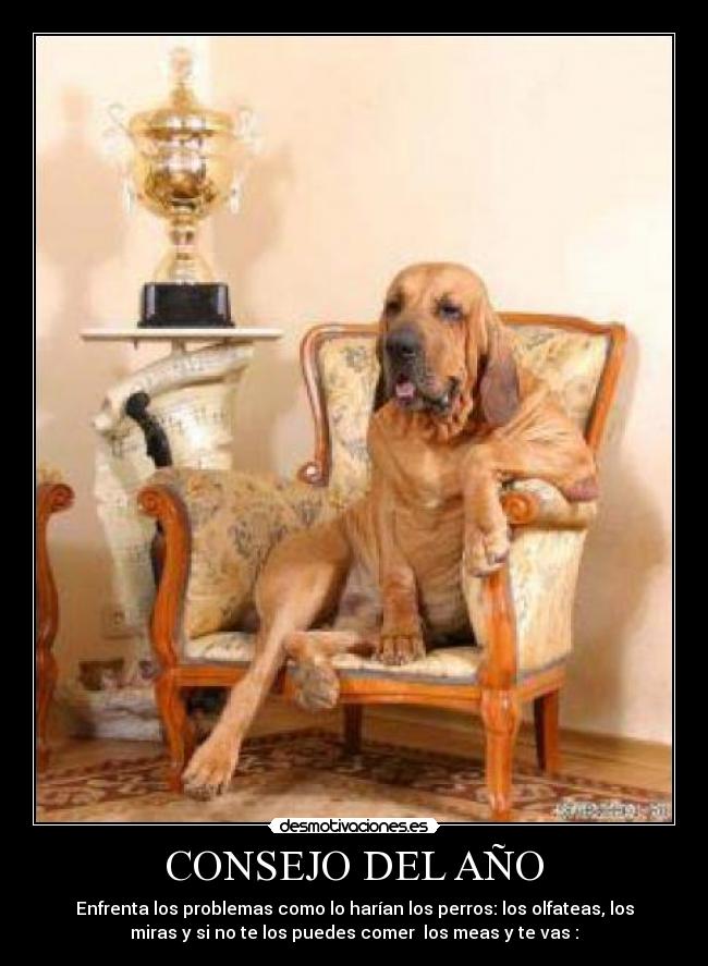 CONSEJO DEL AÑO - Enfrenta los problemas como lo harían los perros: los olfateas, los
miras y si no te los puedes comer los meas y te vas :