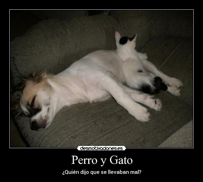 Perro y Gato - ¿Quién dijo que se llevaban mal?