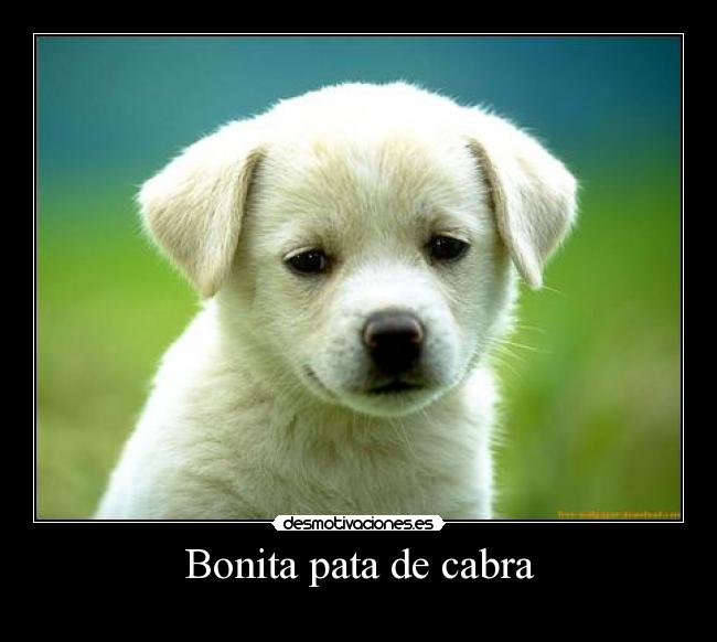 Bonita pata de cabra - 