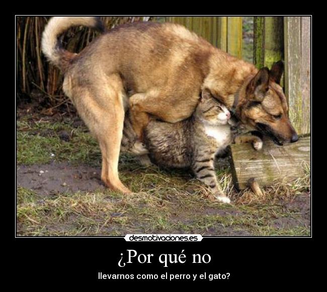 ¿Por qué no - llevarnos como el perro y el gato?
