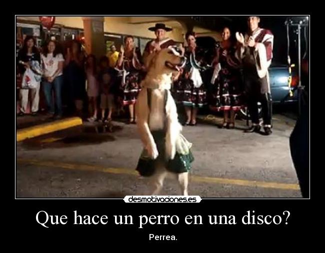 Que hace un perro en una disco? -