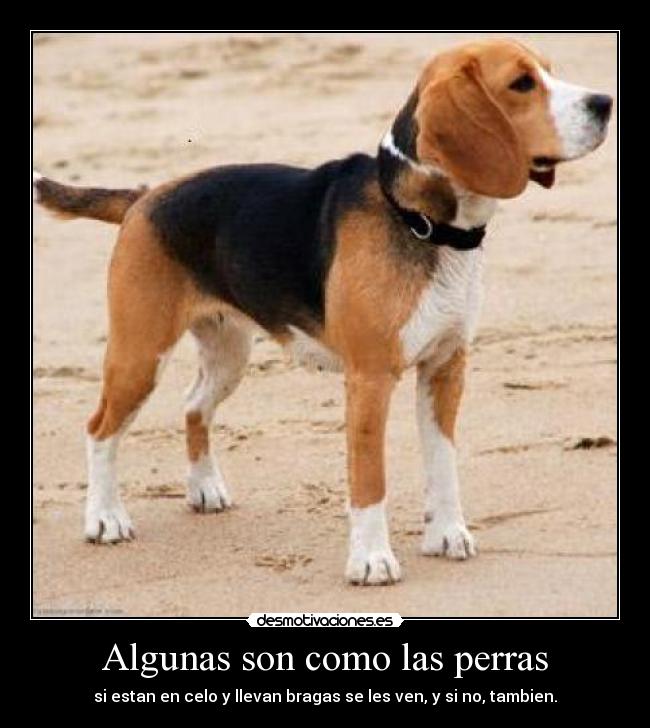 Algunas son como las perras -