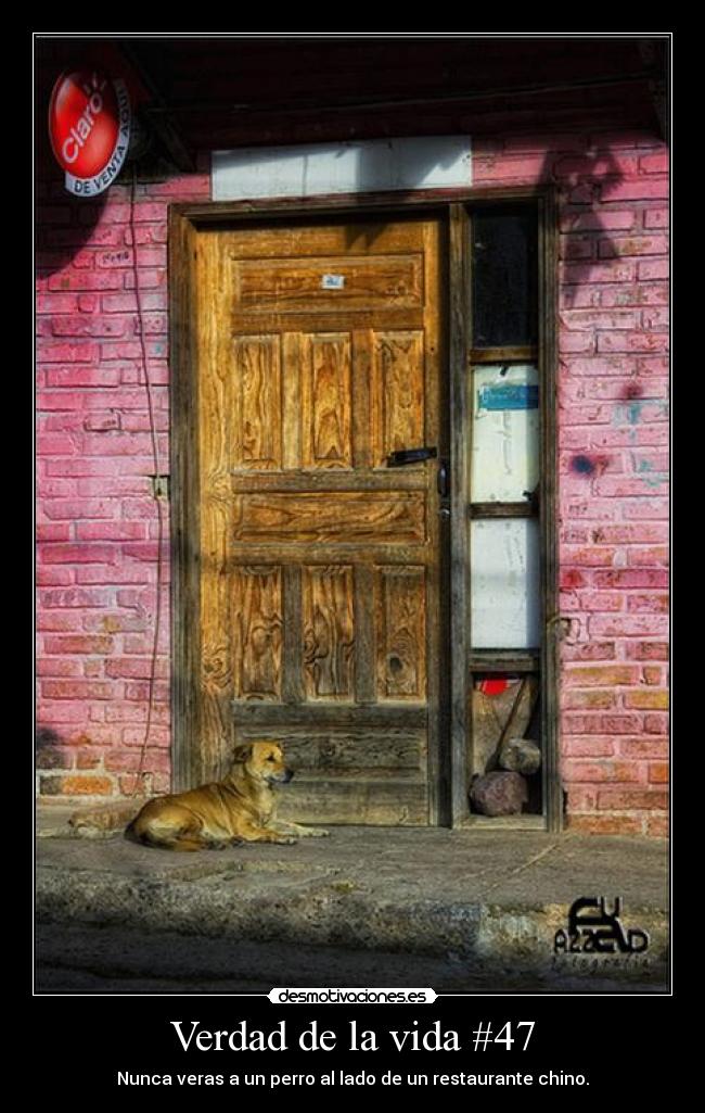 Verdad de la vida #47 - Nunca veras a un perro al lado de un restaurante chino.