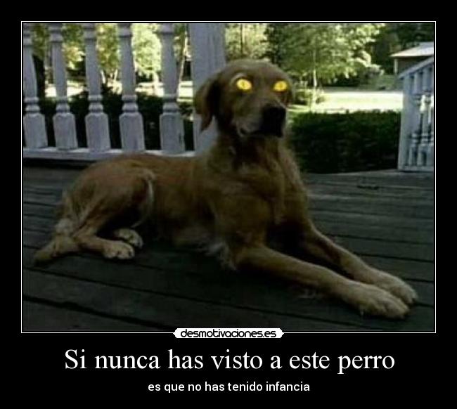 Si nunca has visto a este perro -