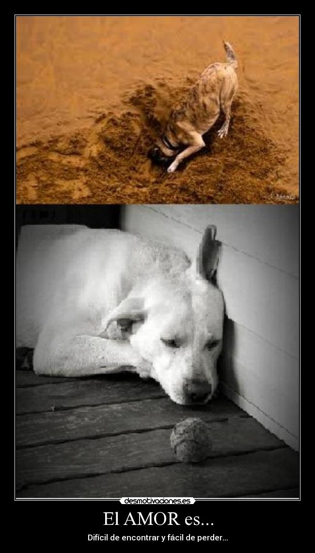 El AMOR es... - Difícil de encontrar y fácil de perder...