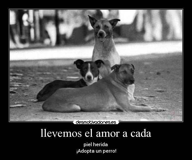 llevemos el amor a cada - piel herida
¡Adopta un perro!