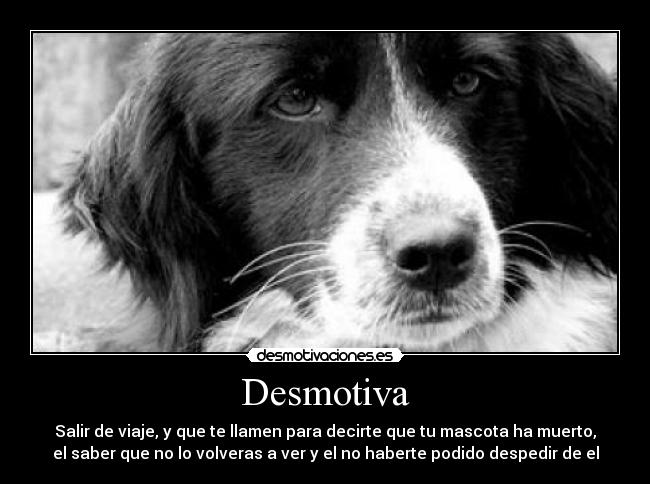 Desmotiva - Salir de viaje, y que te llamen para decirte que tu mascota ha muerto,
el saber que no lo volveras a ver y el no haberte podido despedir de el