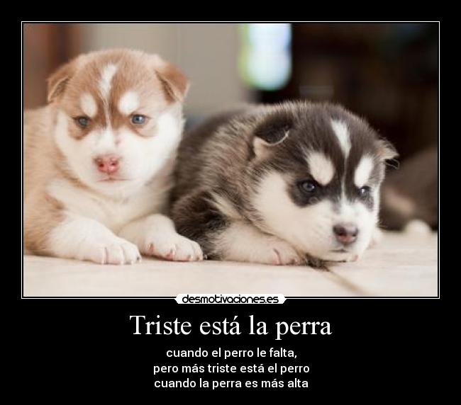 Triste está la perra - 