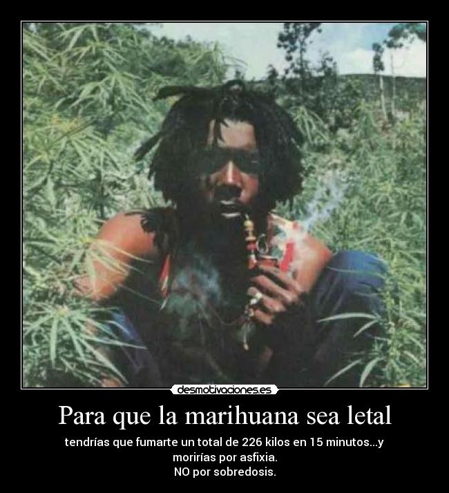 Para que la marihuana sea letal - tendrías que fumarte un total de 226 kilos en 15 minutos...y morirías por asfixia.
NO por sobredosis.