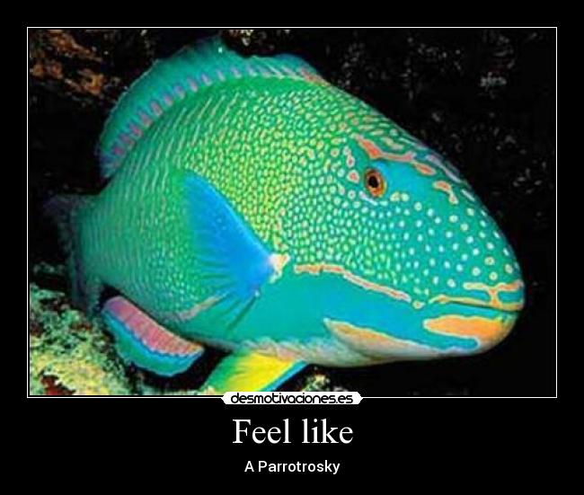 Feel like - A Parrotrosky