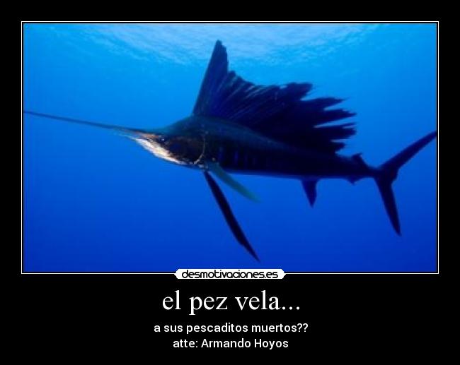 el pez vela... - a sus pescaditos muertos??
atte: Armando Hoyos