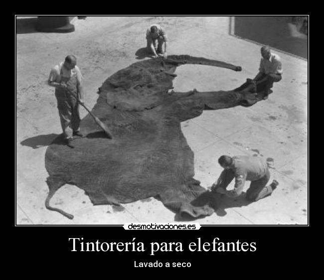 Tintorería para elefantes - Lavado a seco