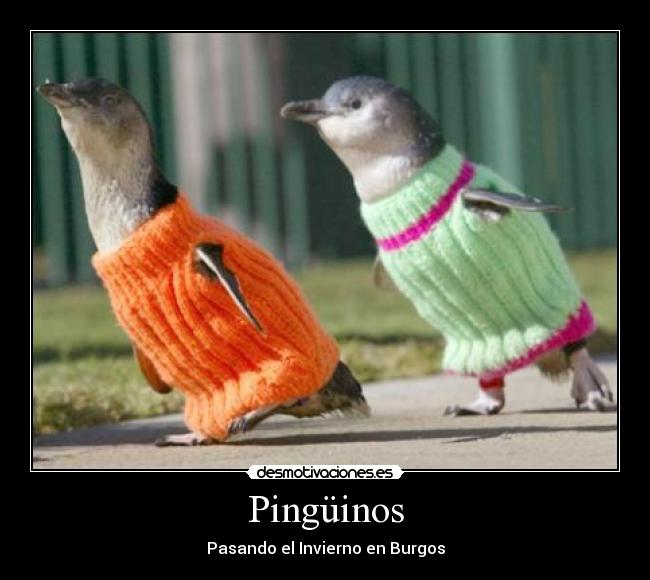 Pingüinos - 