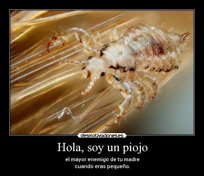 Hola, soy un piojo -