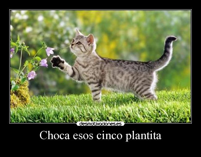 Choca esos cinco plantita -