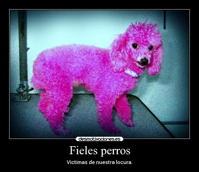 Fieles perros - 