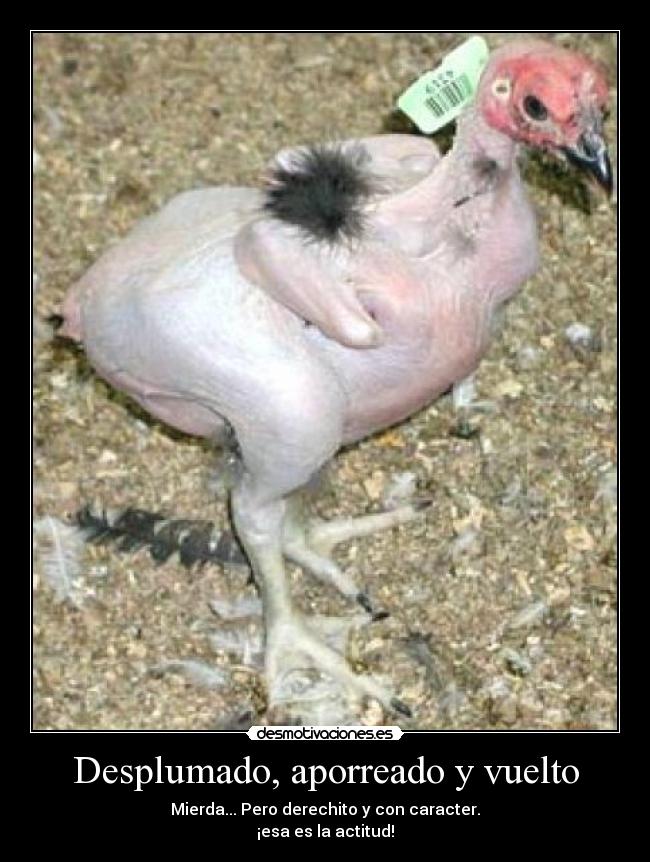 Desplumado, aporreado y vuelto - 