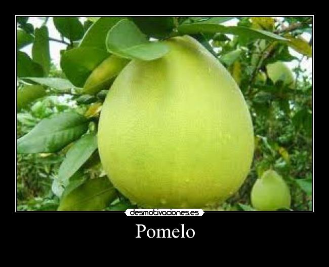 Pomelo -