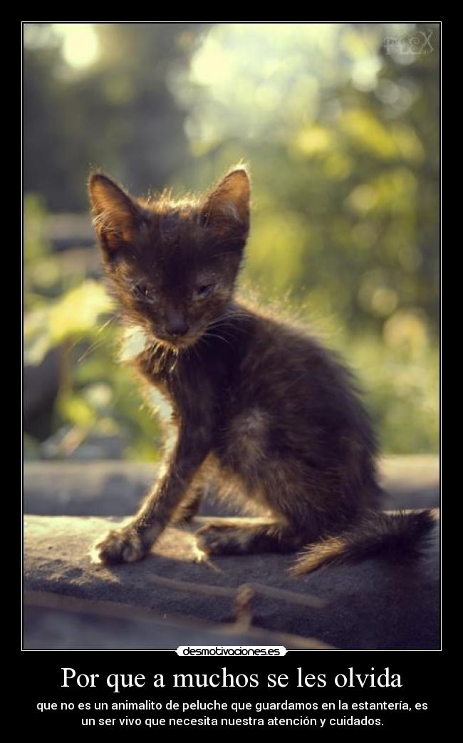 Por que a muchos se les olvida - que no es un animalito de peluche que guardamos en la estantería, es
un ser vivo que necesita nuestra atención y cuidados.