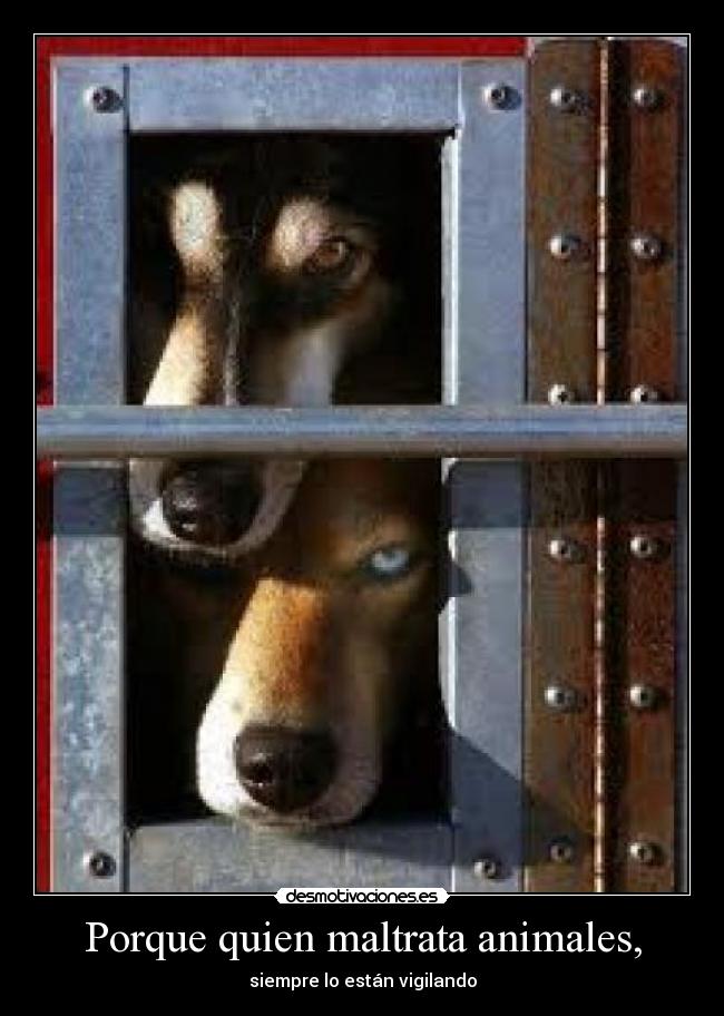Porque quien maltrata animales, - 
