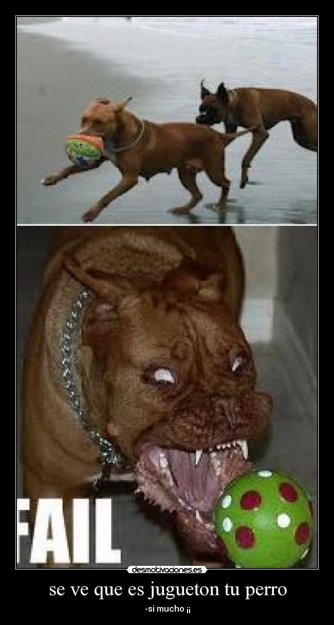 se ve que es jugueton tu perro -