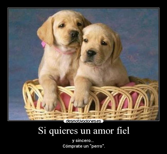 Si quieres un amor fiel - y sincero...
Cómprate un perro.